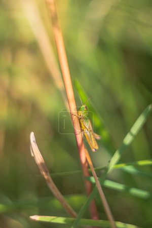Foto de Grasshopper en una brizna de hierba - Imagen libre de derechos