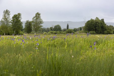 Photo for Blue Siberian iris on the protected litter meadows on the southern shore of the Ammersee in Bavaria - Royalty Free Image