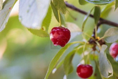 Téléchargez les photos : Cerises rouges avec gouttes d'eau entre les feuilles sur la branche de cerisier - en image libre de droit