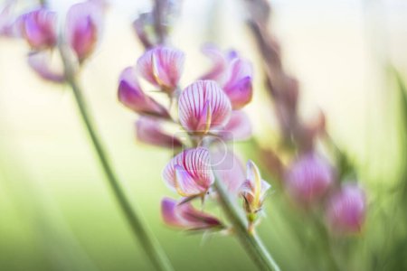 Foto de Primer plano de la panícula de flores de sainfoin en el borde del prado con fondo suave fuera de foco y poca profundidad de campo - Imagen libre de derechos