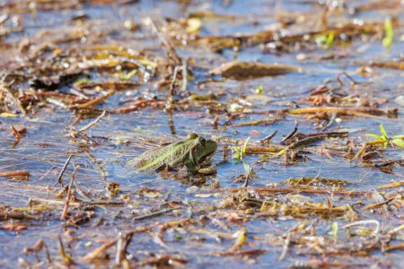 Photo for A frog looks out of the water plants on the shore of a lake - Royalty Free Image