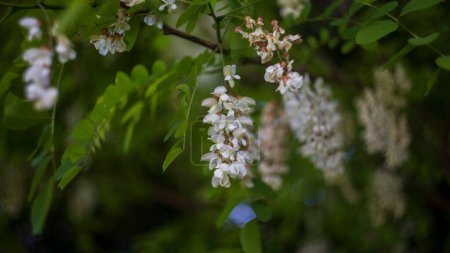 Foto de Flores blancas umbelas de acacia a principios de verano - Imagen libre de derechos