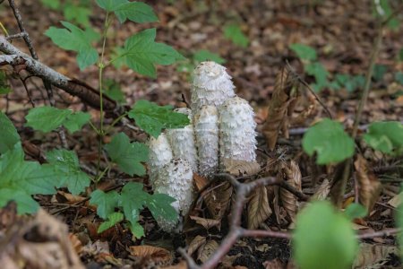 Téléchargez les photos : Un groupe de jeunes champignons grimpants sur le sol forestier parmi les feuilles vertes et le feuillage flétri - en image libre de droit
