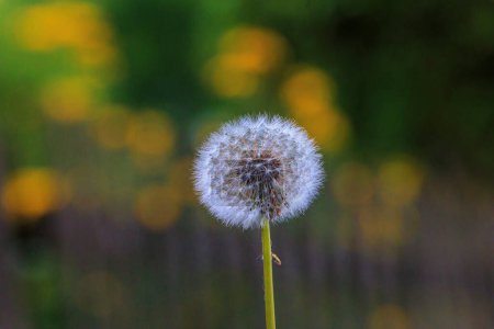Foto de Paraguas semillero de una flor de diente de león con semillas colgando de paraguas contra el fondo borroso de un prado de flores con flores amarillas - Imagen libre de derechos