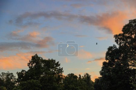 Photo for A bat is flying between Clouds in the sky above Wittelsbach Park shine red in the evening glow - Royalty Free Image