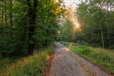 Téléchargez les photos : Les rayons du soleil tombent sur une route avec des arbres d'automne sur le bord de la route - en image libre de droit