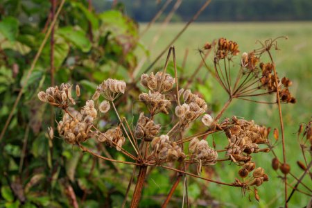 Foto de Primer plano de flor seca umbela de algodoncillo común con semillas - Imagen libre de derechos
