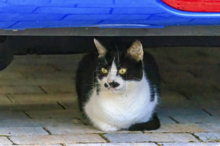 Téléchargez les photos : Un chat domestique noir et blanc se trouve sous une voiture bleue sur un sol pavé de pierres - en image libre de droit