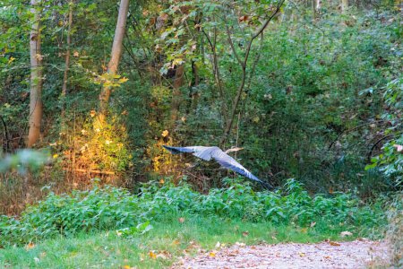 Photo for A Great Grey Heron stands at the Brunnenbach in Siebenbrunn near Augsburg in the morning - Royalty Free Image