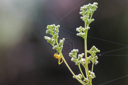 Téléchargez les photos : Une araignée de crabe variable à l'inflorescence d'une plante de prairie dans la forêt de Siebenbrunn près d'Augsbourg - en image libre de droit