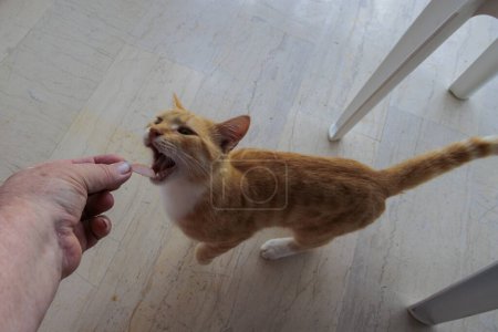 Téléchargez les photos : Une rousse chat maison à Corfou supplie pour la nourriture sur le balcon - en image libre de droit