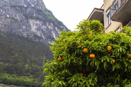 Photo for Orange trees with fruits and flowers as avenue trees in the streets of the Italian town of Riva del Garda on Lake Garda - Royalty Free Image