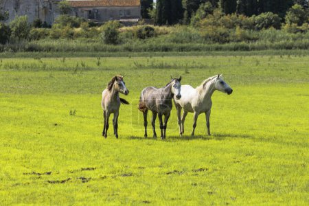 Foto de Un adulto y dos caballos blancos adolescentes en carmarque galopando a través de un prado verde - Imagen libre de derechos