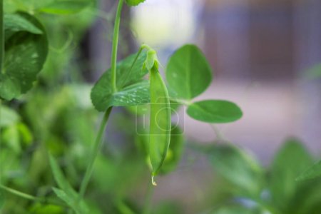 Téléchargez les photos : Jeune gousse de pois vert sur une vigne dans le jardin - en image libre de droit