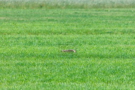 Téléchargez les photos : A brown hare ducks in a green meadow and eats meadow herbs - en image libre de droit