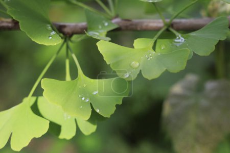 Téléchargez les photos : Feuilles de ginkgo vert frais sur l'arbre dans le jardin après la pluie avec des gouttes d'eau - en image libre de droit