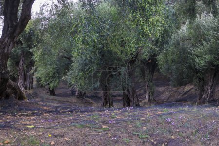 Foto de Una plantación de olivos en la isla de Corfú con redes debajo para la cosecha de aceitunas y ciclamen en flor - Imagen libre de derechos