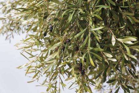 Téléchargez les photos : Olives noires accrochées sur les branches d'un olivier sur l'île de Corfou - en image libre de droit