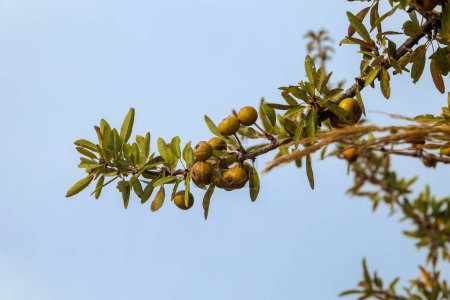 Téléchargez les photos : Fruits d'une poire sauvage sur une branche contre le ciel bleu sur l'île de Corfou - en image libre de droit