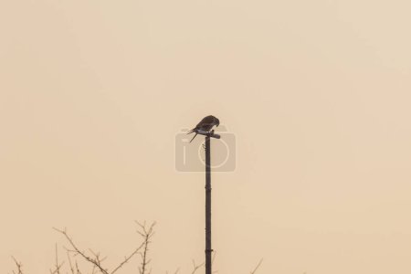 Foto de Silueta de un halcón sentado en un poste al atardecer - Imagen libre de derechos