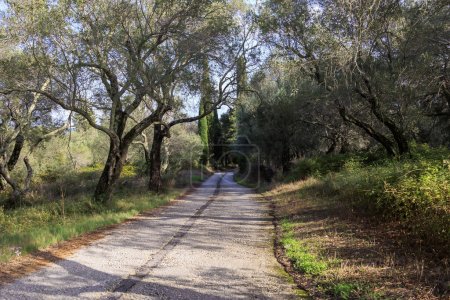Téléchargez les photos : Petit chemin de terre bétonné entre oliviers et cyprès sur l'île de Corfou près de Lipades - en image libre de droit