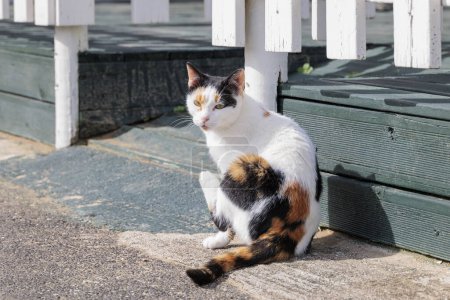 Téléchargez les photos : Chat domestique noir, rouge et blanc à Sidari sur l'île de Corfou - en image libre de droit