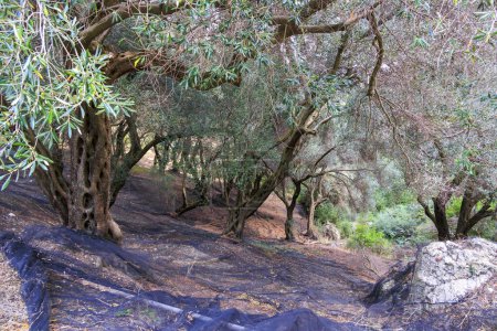 Téléchargez les photos : Une forêt d'oliviers sur l'île de Corfou près de Paleokastrites - en image libre de droit