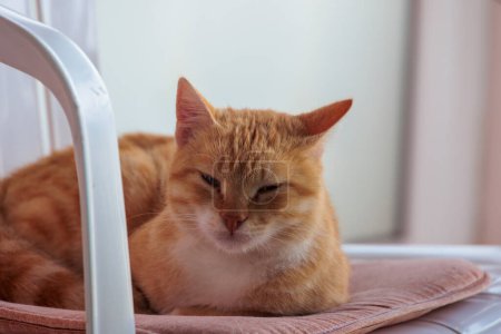 Téléchargez les photos : Une rousse chat maison à Corfou supplie pour la nourriture sur le balcon - en image libre de droit