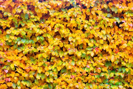 Foto de El fondo de las hojas de haya del seto de haya en los colores otoñales - Imagen libre de derechos