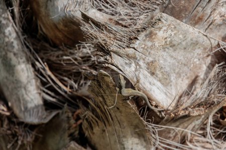 Téléchargez les photos : Lézard sur l'écorce d'un palmier à Achille sur l'île de Corfou - en image libre de droit