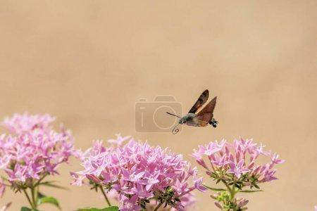 Foto de Mariposa sobre flores rosadas en la naturaleza - Imagen libre de derechos