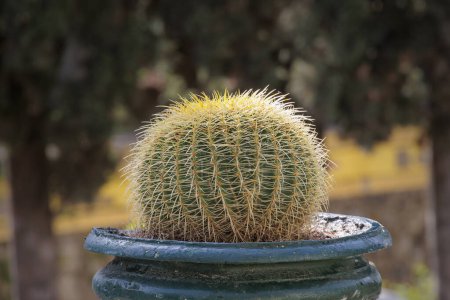 Foto de Cactus globo de oro en un jardín ornamental en la isla de Corfú - Imagen libre de derechos