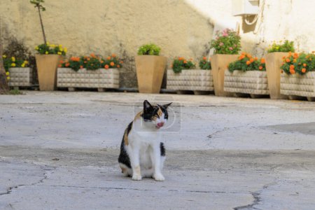 Foto de Gato callejero negro, rojo y blanco en la isla de Corfú - Imagen libre de derechos