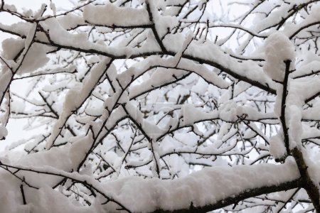 Téléchargez les photos : Branches nues couvertes de neige d'un arbre après le début de l'hiver en Bavière - en image libre de droit