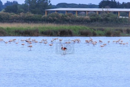Photo for A  flock of greater flamingo  standing in the water near Aigues-Mortes in the wetlands of Camarque - Royalty Free Image