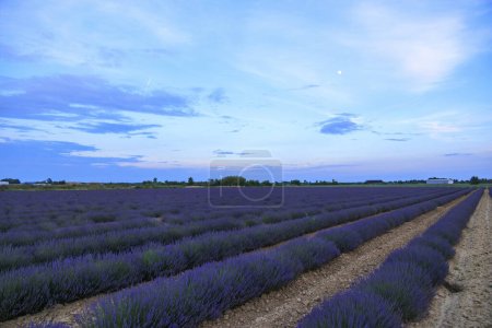Photo for A lavender field in the evening near Aigues-Mortes in Carmarque - Royalty Free Image
