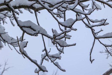 Téléchargez les photos : Branches nues couvertes de neige d'un arbre après le début de l'hiver en Bavière - en image libre de droit