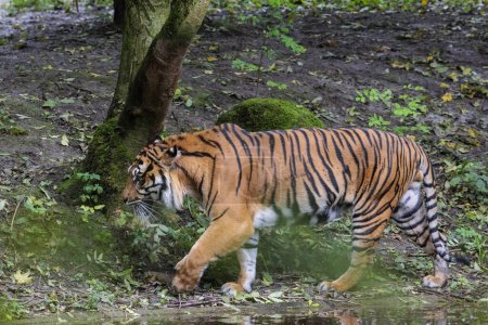 Téléchargez les photos : Tigre adulte dans la forêt - en image libre de droit