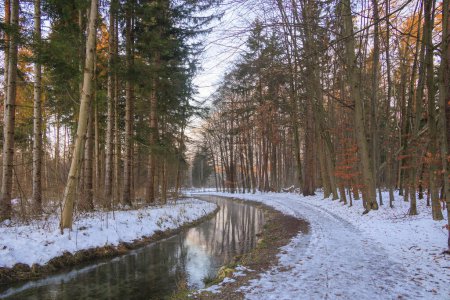 Téléchargez les photos : Sentier forestier enneigé au bord du ruisseau Brunnenbach à Siebenbrunn près d'Augsbourg au lever du soleil en hiver - en image libre de droit