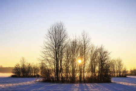 Téléchargez les photos : Prairies enneigées à Siebenbrunn près d'Augsbourg au lever du soleil avec des arbres et des buissons contre un ciel coloré - en image libre de droit