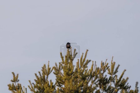Téléchargez les photos : Un corbeau se trouve au soleil du matin sur un pin dans les prairies de Siebenbrunn, le plus petit quartier de la ville Fugger d'Augsbourg - en image libre de droit