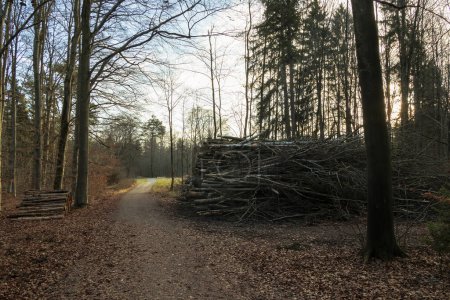 Foto de Los árboles talados a lo largo de la carretera en Siebenbrunn, el distrito más pequeño de la ciudad de Fugger de Augsburgo, en un día de invierno con un cielo azul - Imagen libre de derechos