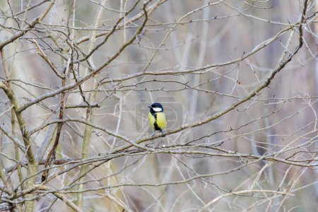 Téléchargez les photos : Great tit in the bare branches of a bush in Siebenbrunn, the smallest district of the Fugger city of Augsburg, on a winter's day with a blue sky - en image libre de droit
