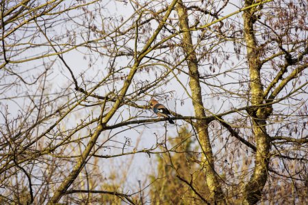 Téléchargez les photos : Jay dans les branches nues d'un arbre à Siebenbrunn, le plus petit quartier de la ville Fugger d'Augsbourg, un jour d'hiver avec un ciel bleu - en image libre de droit