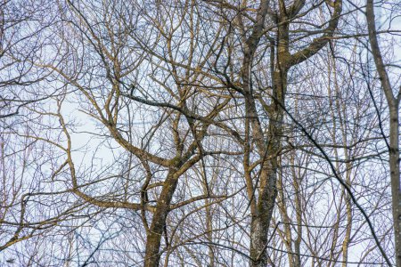 Téléchargez les photos : Branches nues d'un arbre à Siebenbrunn, le plus petit quartier de la ville Fugger d'Augsbourg un jour d'hiver avec un ciel bleu - en image libre de droit