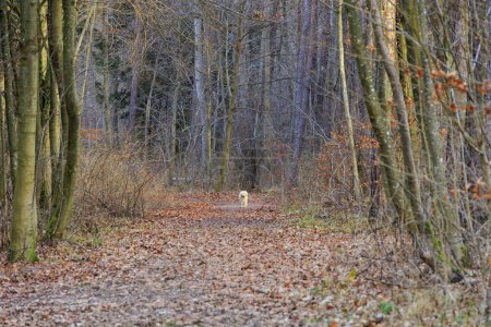 Téléchargez les photos : Un chien blanc se tient seul sur un sentier forestier par une journée ensoleillée en hiver à Siebenbrunn, le plus petit quartier de la ville Fugger d'Augsbourg - en image libre de droit