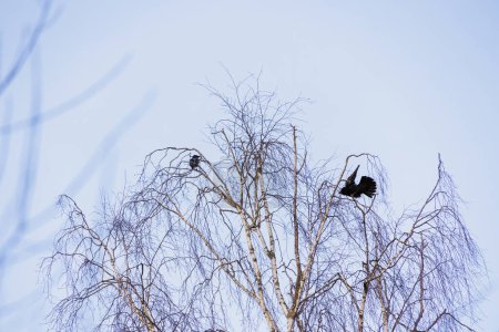 Téléchargez les photos : Corbeaux dans les branches nues d'un bouleau à Siebenbrunn, le plus petit quartier de la ville Fugger d'Augsbourg, un jour d'hiver avec un ciel bleu - en image libre de droit