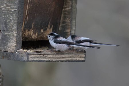 Téléchargez les photos : Two long-tailed tits sit at a bird feeder in the forest near Augsburg in winter and eat bird food - en image libre de droit