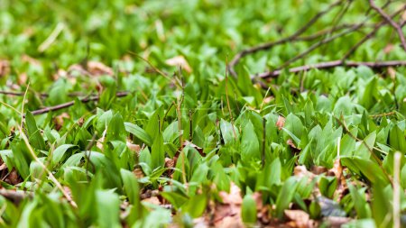 Photo for The green tops of the wild garlic sprout in the woods in spring and exude a garlic-like scent - Royalty Free Image