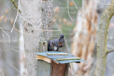 Photo for A European squirrel sits on a feeder in the forest and eats food - Royalty Free Image